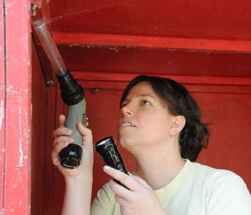 Tara Thiemann scoops up blood-fed Culex mosquitoes for her research project. (Photos by Kathy Keatley Garvey)