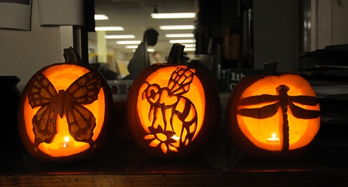 Insect-themed Halloween pumpkins. (Photo by Kathy Keatley Garvey)