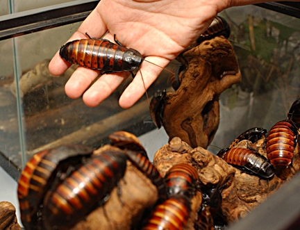 Madagascar hissing cockroaches are permanent residents at the Bohart. (Photo by Kathy Keatley Garvey)