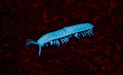 Glowing millipede under black lights. (Photo by Alexander Nguyen)