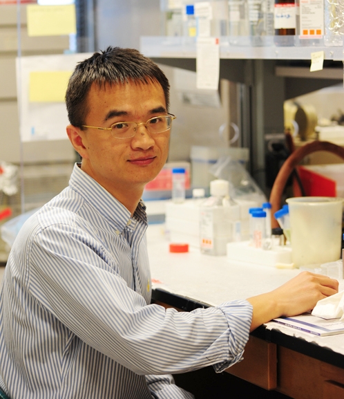 Guodong Zhang in his lab. (Photo by Kathy Keatley Garvey)