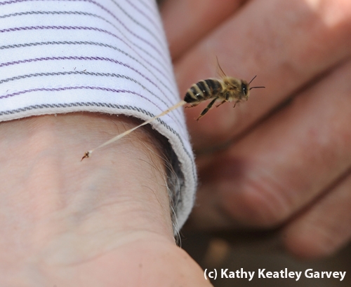 The Sting: Honey bee stinging Extension apiculturist Eric Mussen. (Photo by Kathy Keatley Garvey)