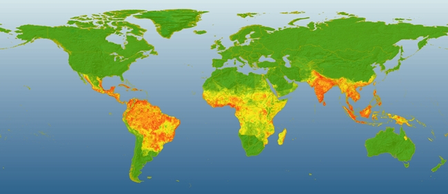 Global dengue risk. Areas in red indicate high risk for dengue occurrence, while green areas indicate low risk.  (Jane Messina)