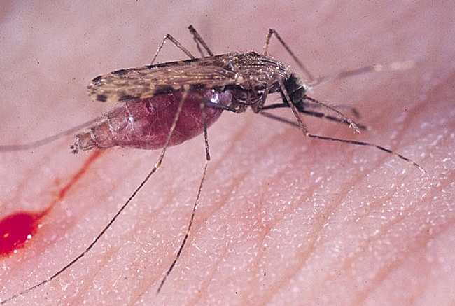 Malaria mosquito, anopheles gambiae (Photo by Anthony Cornel)