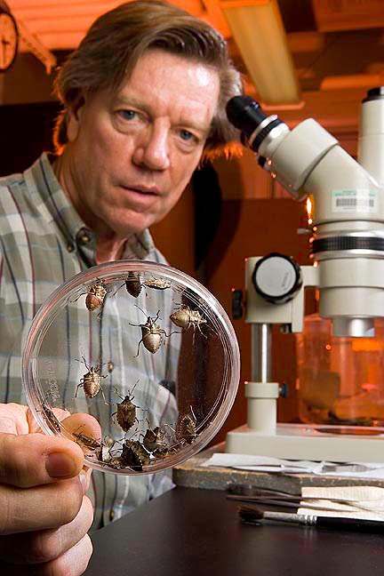 Jeffrey Aldrich with brown marmorated stink bug