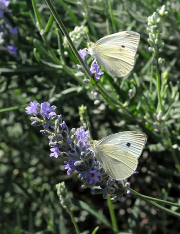 Cabbage white butterflies. (Photo by Kathy Keatley Garvey)