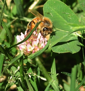Honey bee on red clover: a childhood memory that Debbie Jamison cherishes. (Photo by Kathy Keatley Garvey)
