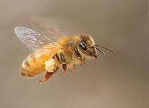 Bee carrying pollen back to the hive. (Photo by Kathy Keatley Garvey)