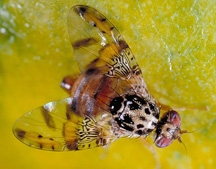 Mediterranean fruit fly. (Photo by Jack Kelly Clark)