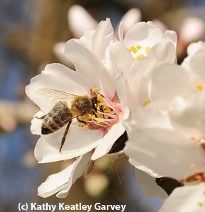 Honey bee pollinating almond blossom.(Photo by Kathy Keatley Garvey)