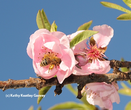 Honey bee foraging on nectar. (Photo by Kathy Keatley Garvey)