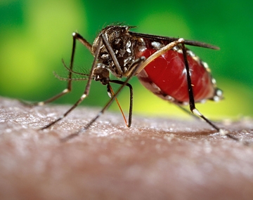 Aedes aegypti, the dengue mosquito (CDC Photo)