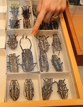 Rhinocerous beetle specimens. (Photo by Kathy Keatley Garvey)