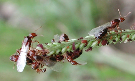 Red imported fire ants, queen and workers. (Photo courtesy of Wikipedia