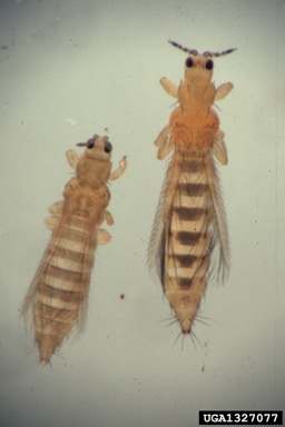 tan thrips on left is the onion thrips (Thrips tabaci). Larger yellowish thrips on the right is the western flower thrips (Frankliniella occidentalis).Image location: United StatesSmaller, tan thrips on left is the onion thrips (Thrips tabaci). Larger yellowish thrips on the right is the western flower thrips (Frankliniella occidentalis). Photo courtesy of Wikipedia; photo by Alton N. Sparks, Jr.)