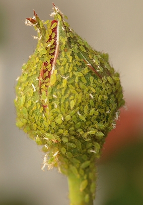 Aphids clustering on a rose. (Photo by Kathy Keatley Garvey)