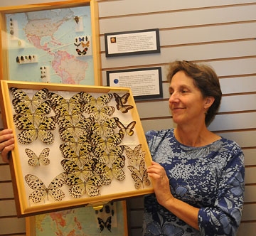 Lynn Kimsey with a Bohart Museum collection (Photos by Kathy Keatley Garvey)