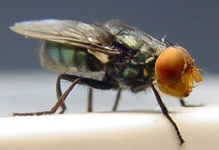 Screwworm fly (Cochliomyia hominivorax. (Photo courtesy of Wikipedia, The Mexican-American Commission for the Eradication of the Screwworm)