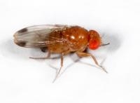 Drosophila suzukii (Photo by Martin Hauser, CDFA)