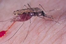 Malaria mosquito, Anopheles gambiae (Photo by Anthony Cornel)