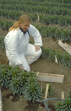 Nematologist Becky Westerdahl in an Easter lily field in Smith River, Del Norte County. This photo was taken in the early stages of her career.