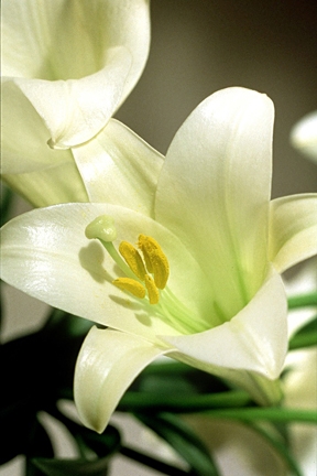 The beauty, hope and joy of an Easter lily. But not many people known the problems of cultivating them. (Photo courtesy of the Easter Lily Foundation)