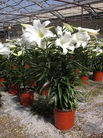 Easter lilies ready for a new home. (Photo Courtesy of Easter Lily Research Foundation)