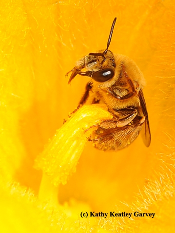 Squash bee, Peponapis pruinos (Photo by Kathy Keatley Garvey)