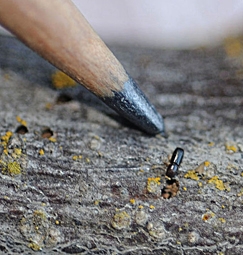 Mary Lou Flint was instrumental in publishing and distributing trapping guidelines for the walnut twig beetle. (Photo by Kathy Keatley Garvey)