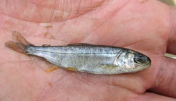 Juvenile salmon. (Photo courtesy of Wikipedia)