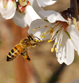 Honey bee heading toward almond blossom. (Photo by Kathy Keatley Garvey)