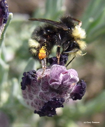 This photo of a female, Bombus vandykei, appears in the book. (Photo by Gary Zamzow)