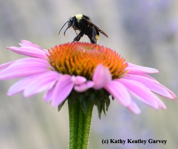 Bombus fervidus, formerly Bombus californicus, on coneflower. (Photo by Kathy Keatley Garvey)