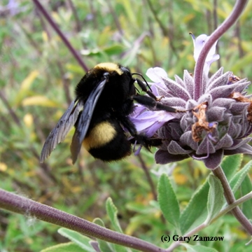 This is a Bombus crotchii queen. (Photo by Gary Zamzow)