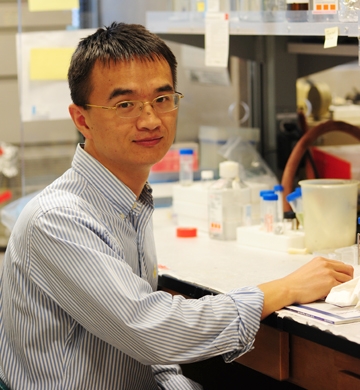 Guodong Zhang in the Hammock lab. (Photo by Kathy Keatley Garvey)