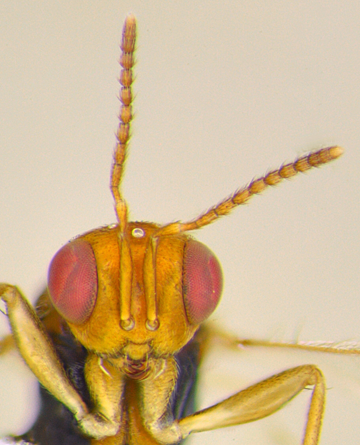 Face of the Bockler Wasp. (Photo by Andrew Richards)