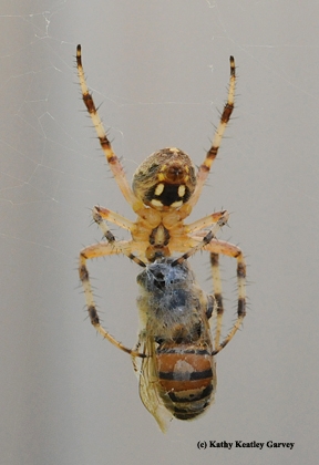 Garden spider and its prey, a honey bee. (Photo by Kathy Keatley Garvey)