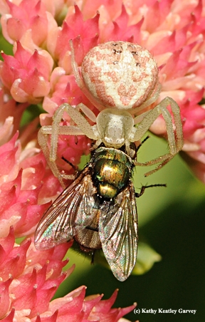 Crab spider and its prey, a fly. (Photo by Kathy Keatley Garvey)