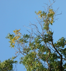 Black walnut tree with thousand cankers disease. (Photo by Steve Seybold)