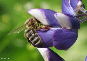 Honey bee in lupine. (Photo courtesy of Christine Hanrahan)