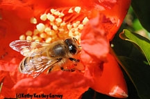 Honey bee gathering nectar on pomegranate blossom. (Photo by Kathy Keatley Garvey)