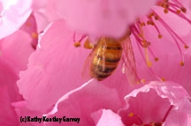 Bee inside nectarine blossom. (Photo by Kathy Keatley Garvey)