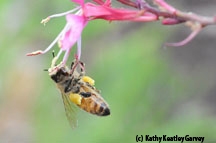 Bee dangling from guara blossom. (Photos by Kathy Keatley Garvey)