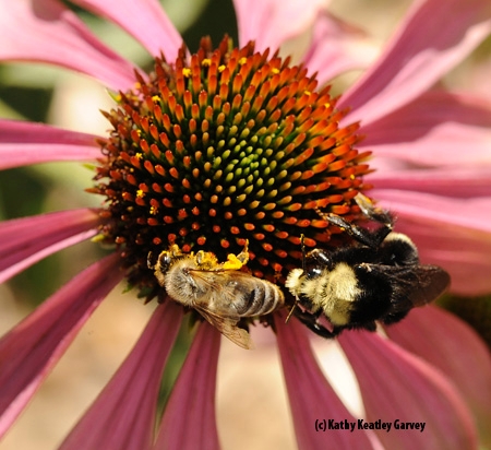 A honey bee and yellow-faced bumble bee share a coneflower (Echinacea purpurea) from the aster family in the Häagen-Dazs Honey Bee Haven. The yellow-faced bumble bee (Bombus vosnesenskii) is one of some 50 species of bees found in the garden. (Photo by Kathy Keatley Garvey)