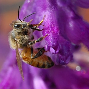Bee on salvia (sage). (Photo by Kathy Keatley Garvey)
