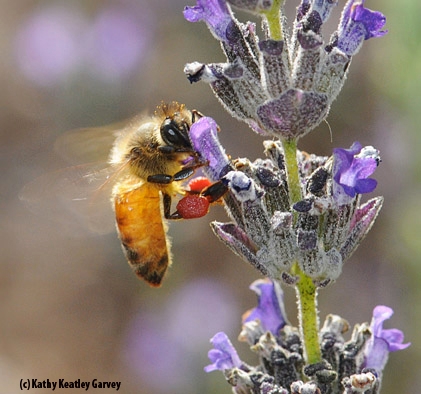 Honey bee nectaring on lavender. (Photo by Kathy Keatley Garvey)