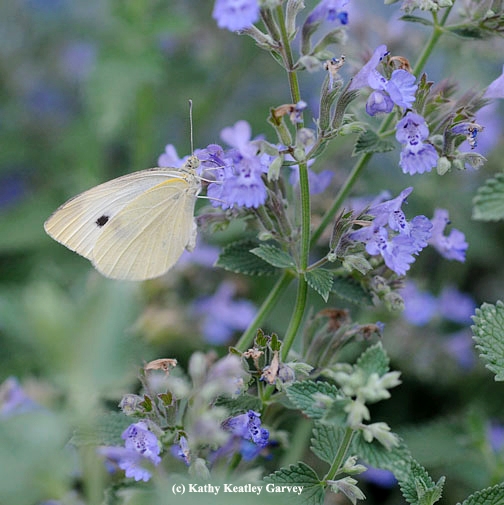 Cabbage white butterfly on catmint. (Photo by Kathy Keatley Garvey)