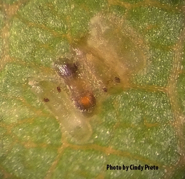 Parasitized eggs of Virginia Creeper leafhopper. (Photo by Cindy Preto)