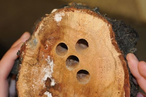 These are the holes drilled in plum wood by a female carpenter bee to build her nest.