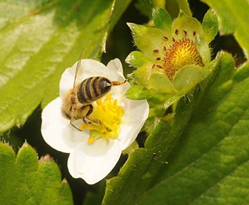 Honey bee pollinating strawberry blossom. (Photo by Kathy Keatley Garvey)